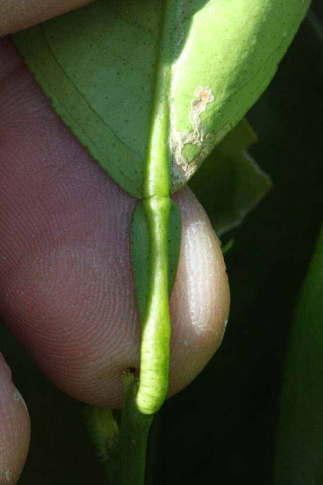              Petiole (Riverside, CA)       